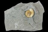 Fossil Ammonite (Promicroceras) - Lyme Regis #110708-1